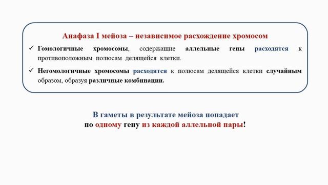 Тема 33. Дигибридное скрещивание. Третий закон Менделя смотреть онлайн