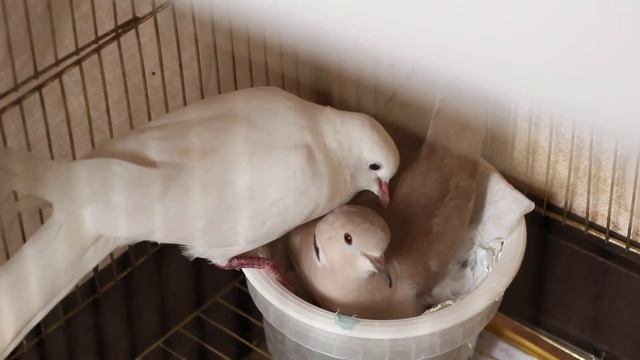Egyptian turtledove male is singing. Смеющаяся горлица самец поёт смотреть онлайн
