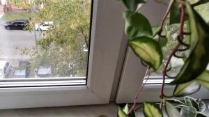 Хойя карноза Экзотика Триколор Кримсон Квин