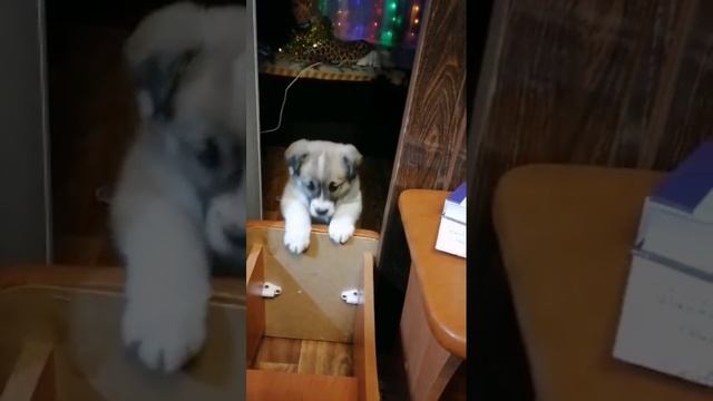 Где второй стул?! смотреть онлайн