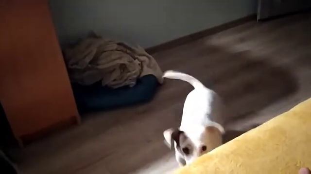 Охотничья хватка. Джек рассел. смотреть онлайн