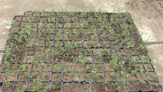 Клюква садовая. Размножение клюквы. смотреть онлайн