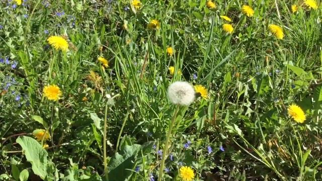 Квіти, музика і дощ... смотреть онлайн