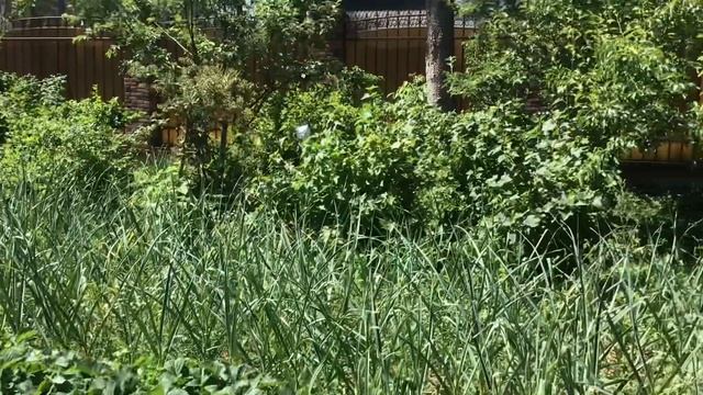 ДРОЗДЫ В ОГОРОДЕ // ЛАЙФХАК ПО ИЗБАВЛЕНИЮ ДРОЗДОВ