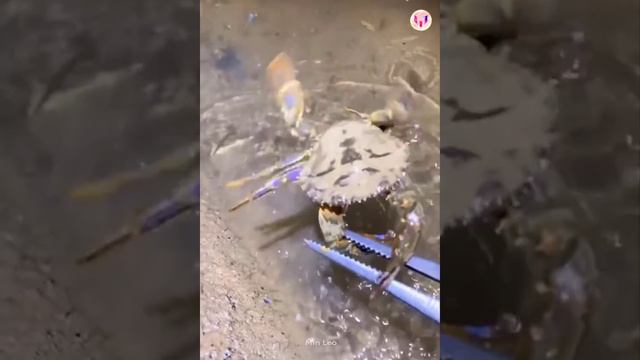 Catching Seafood ?? Deep Sea Octopus (Catch Crab, Catch Fish) - Tik Tok #127 смотреть онлайн