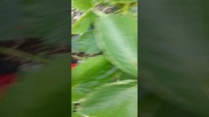 Клубника сорт Флёр обзор. питомник " Земляничная Исландия"