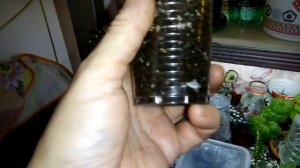 ТРАДЕСКАНЦИЯ ЗЕБРИНА. Размножение с корнями и без!!!
