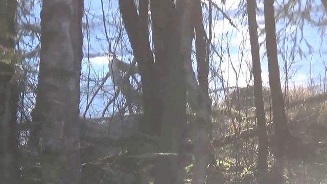 #231 США Аляска Анкоридж Вывоз мусора со двора смотреть онлайн