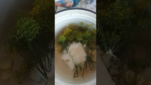 Мариную маслята смотреть онлайн