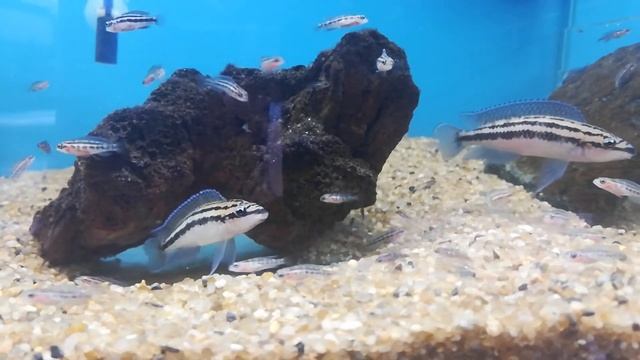 Юлидохромис дикфельда(Julidochromis dickfeldi). смотреть онлайн