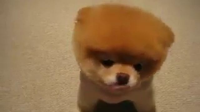 Самая милая собачка смотреть онлайн