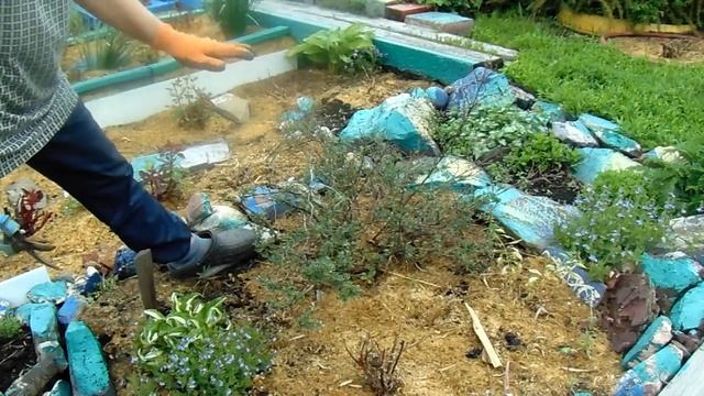 Лапчатка в Сибири. Посадка. уход, обрезка. смотреть онлайн