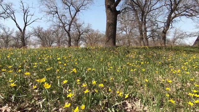 Весенние первоцветы 4к. Дикие тюльпаны (Тюльпа́н Биберште́йна). Фиалка трёхцветная (анютины глазки) смотреть онлайн
