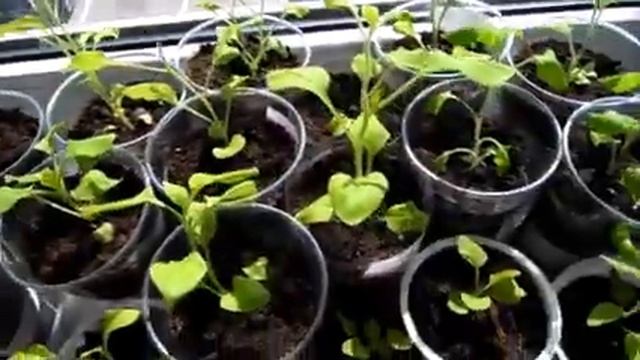 У многих уже цветут петунии, а у меня еще на подоконнике стоят. Жду с нетерпением, когда зацветут. смотреть онлайн
