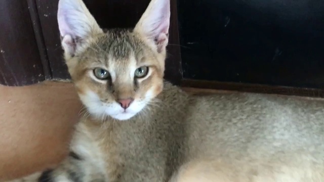 Девочка Чаузи F1 смотреть онлайн