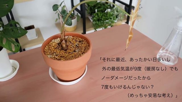 失敗。管理の仕方をしくじり枯れました。バンビーノのキモチ｜観葉植物 смотреть онлайн