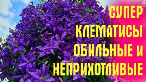 Они УСЫПАНЫ ЦВЕТАМИ ДО ОСЕНИ! Посадите ТАКИЕ КЛЕМАТИСЫ, и скажите СПАСИБО!