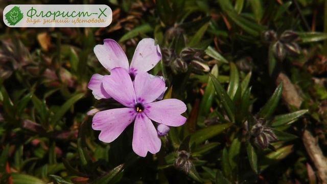 Цветы флоксы – посадка и уход; флоксы зимой смотреть онлайн