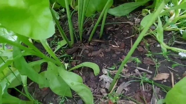 Подкормка пионов смотреть онлайн