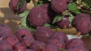 ИЩЕТЕ ИДЕАЛЬНЫЙ КРЫЖОВНИК? Вот он - КОНСУЛ!