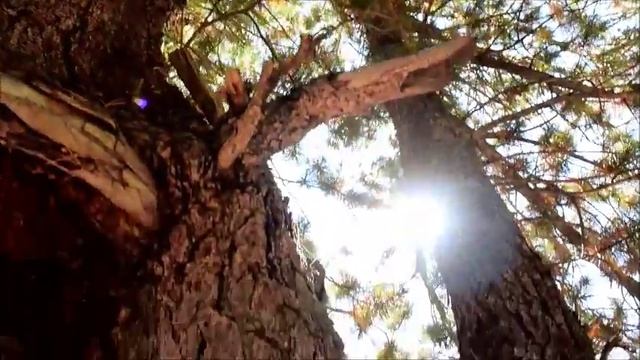 Алтайское зверьё, часть 2: белка, бурундуки, муравьи (финал) смотреть онлайн