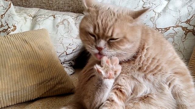 Кот умывается!!! Моет лапу! смотреть онлайн