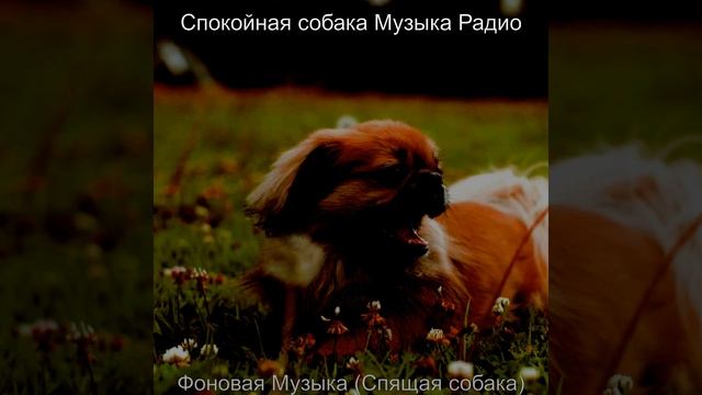 Впечатление (Щенки) смотреть онлайн