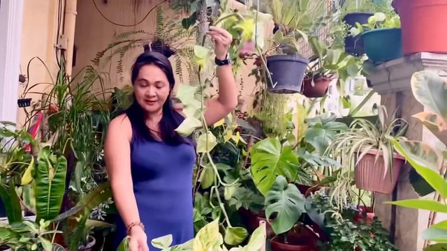 It’s time to Repot and Propagate our huge Marble Queen Photos // Marizel Mascariña смотреть онлайн