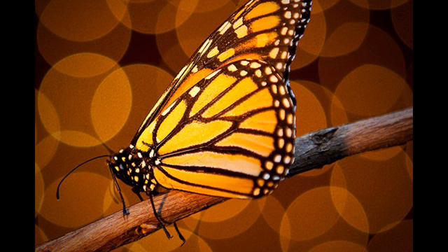 Antonio Vivaldi: Sonata for 2 oboes & b.c. in G minor 'of Lund' (RV 81) смотреть онлайн