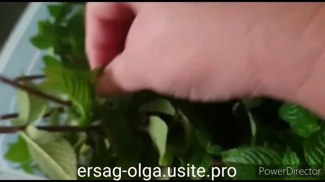 Контейнер для хранения продуктов от компании ERSAG