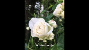 WINTER LODGE Lapwin, Shrub rose, Robert Laperrière (France, before 2010). Rosier buisson Label Roug