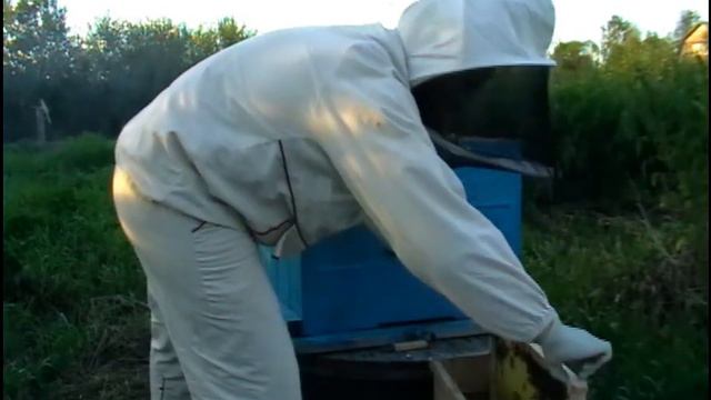 Мои пчёлы 27.07.2012. Вышел рой. смотреть онлайн