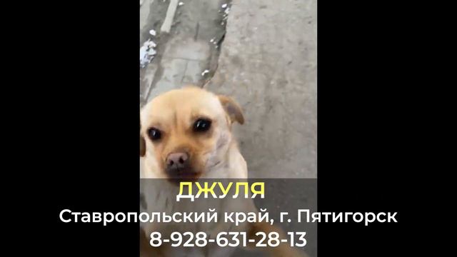Пропала собака ! ДЖУЛЯ Ставропольский край , г. Пятигорск смотреть онлайн