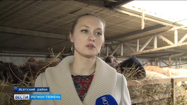 Туристы увидят уникальных овец на эко-ферме в Тюменской области