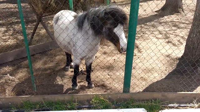 ПОНЯШКИ. Пони в зоопарке Большеречье смотреть онлайн
