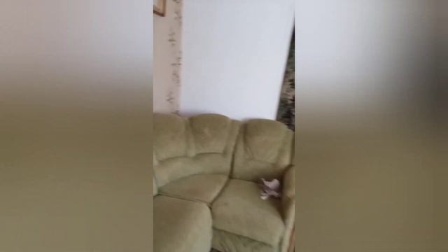 #Продам# дом в #Варваровке# с видом на #можжевелрвый#лес