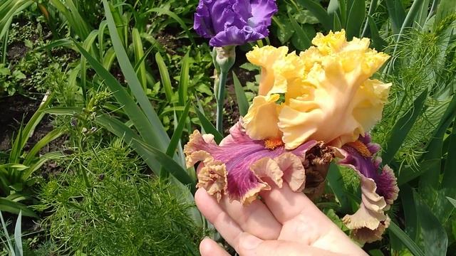 ИРИСЫ ИЗ САДА ВОРОШИЛОВОЙ А. Б! МОИ СУПЕР КРАСИВЫЕ НОВИНКИ!28 ШИКАРНЫХ ИРИСОВ В ОДНОМ РОЛИКЕ! смотреть онлайн
