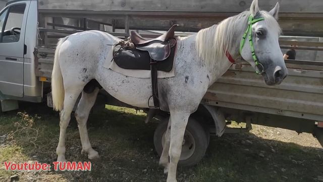 Чечня Рынок Лошадей Курчалой. Туман смотреть онлайн