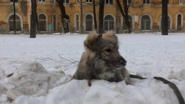 К воротам приюта подбросили голодных щеночков с грустными глазами смотреть онлайн