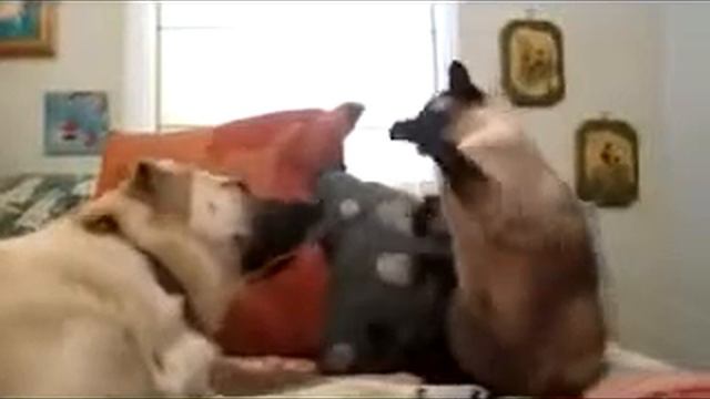 кот боксер,тайсон смотреть онлайн