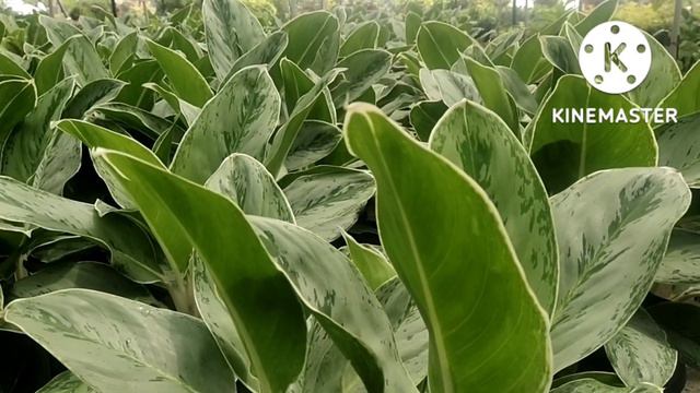 How To Care For Aglaonema Ice / plant care & tip's 2022 Kannada смотреть онлайн
