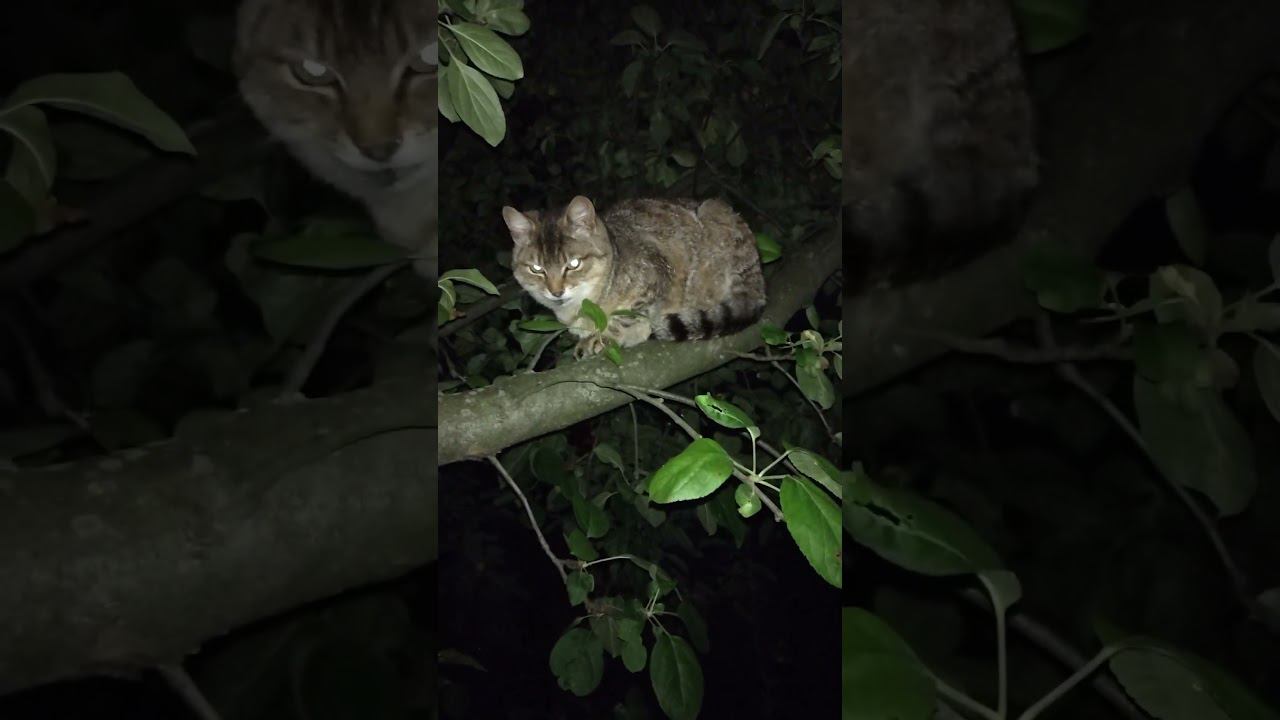 Ночной хищник  #predator #straycats #бродячийкот #дача #cat #кошка