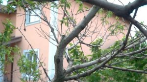 Обрезка персика. Омоложение дерева. Показываем подробно.