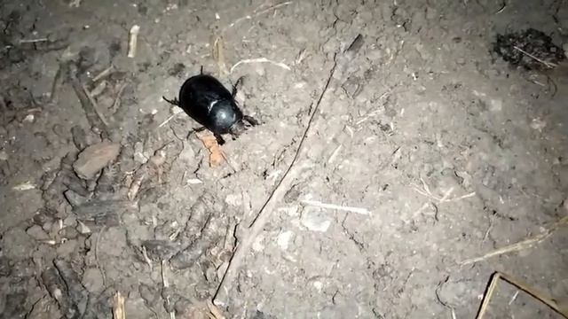 Жук навозник землерой beetle dung beetle смотреть онлайн