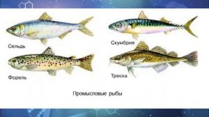 Биология 7 кл Пасечник §50 Приспособления рыб к условиям обитания. Значение рыб