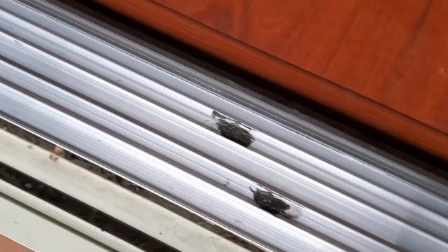 CGI Sparta Hurricane Impact Sliding Doors Installation смотреть онлайн