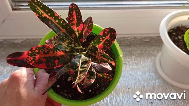 Комнатные цветы/растения.Обзор комнатных цветов на восточном окне. смотреть онлайн