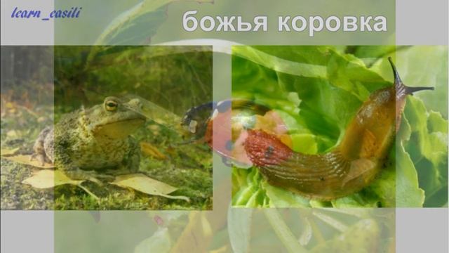 Животные поля. Окружающий мир. смотреть онлайн