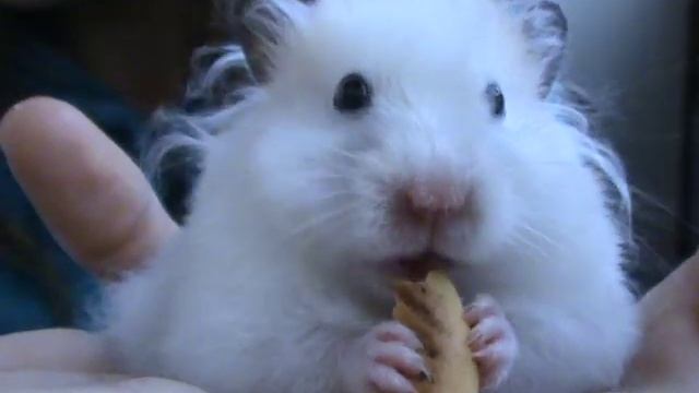 Как кушает хомячек ))))))))))))) смотреть онлайн