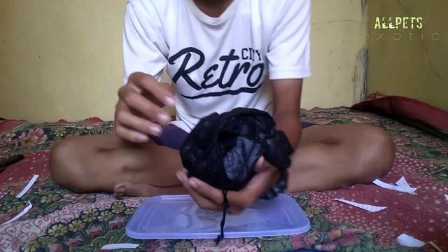 UNBOXING GREEN TREE PYTHON | GTP JUMBO... смотреть онлайн
